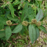 Euphorbia hirta L.